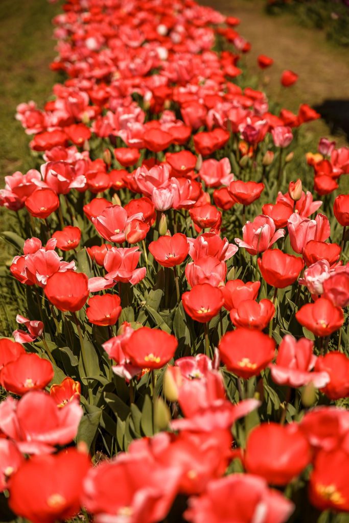 tulipark 34 683x1024 - Scoprendo il TuliPark con Martina